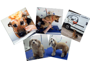 dog grooming